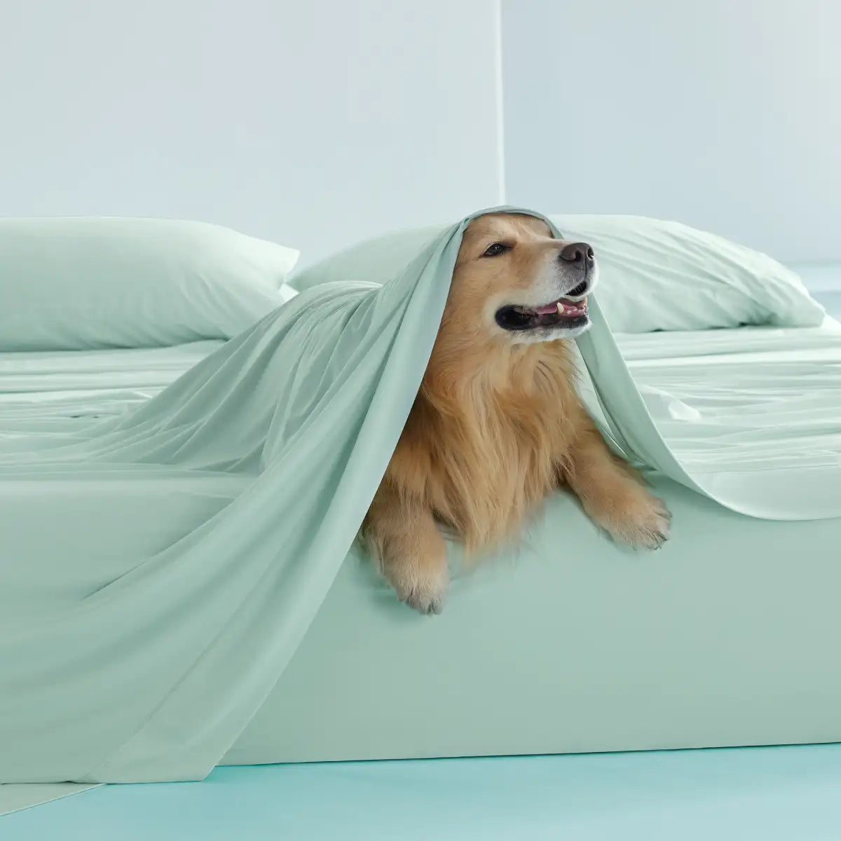 Dog peeking out from under a light green blanket on a bed.
