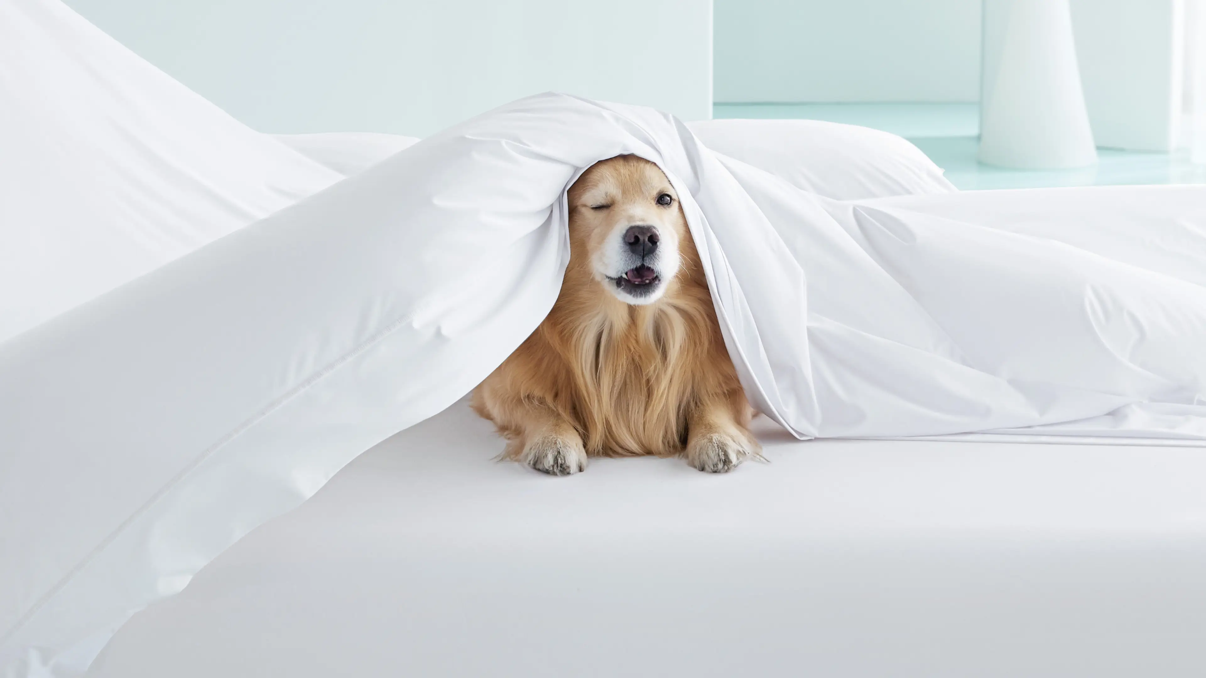 A playful golden retriever peeks out from under a white comforter on a bed, winking one eye
